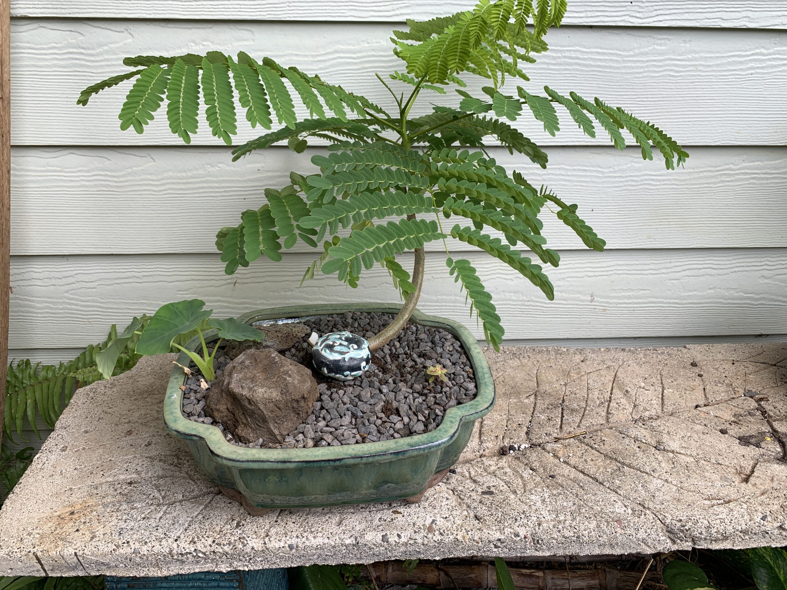 Bonsai Royal Poinciana trees Hohani Harvest